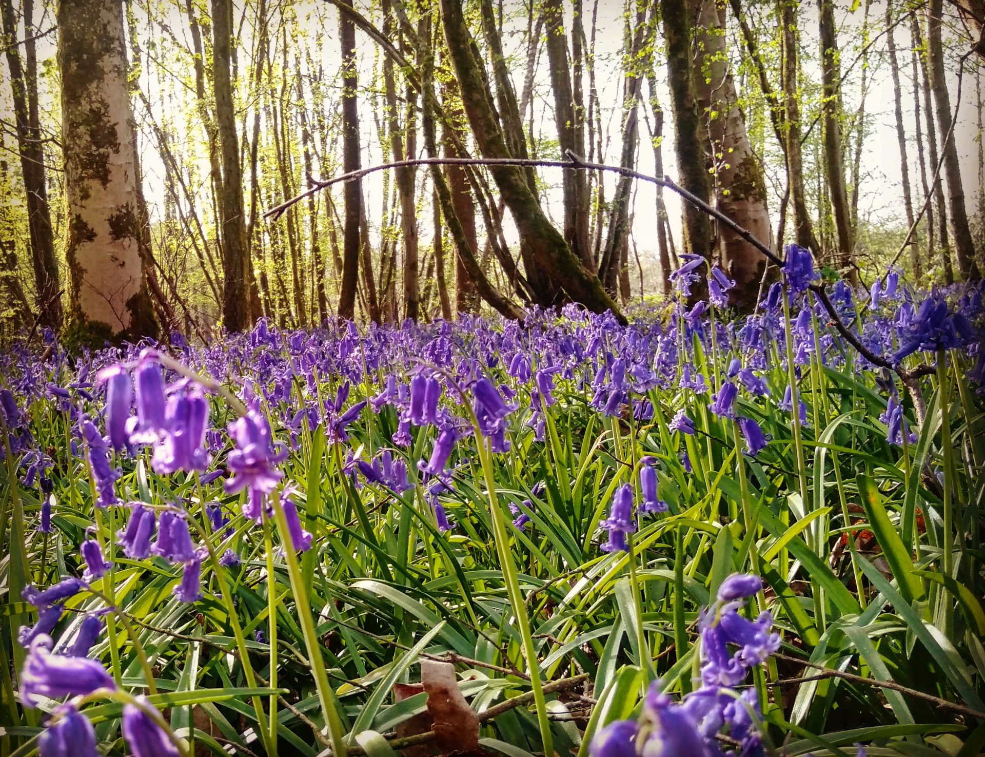 Nature autour de la cabane dans les arbres