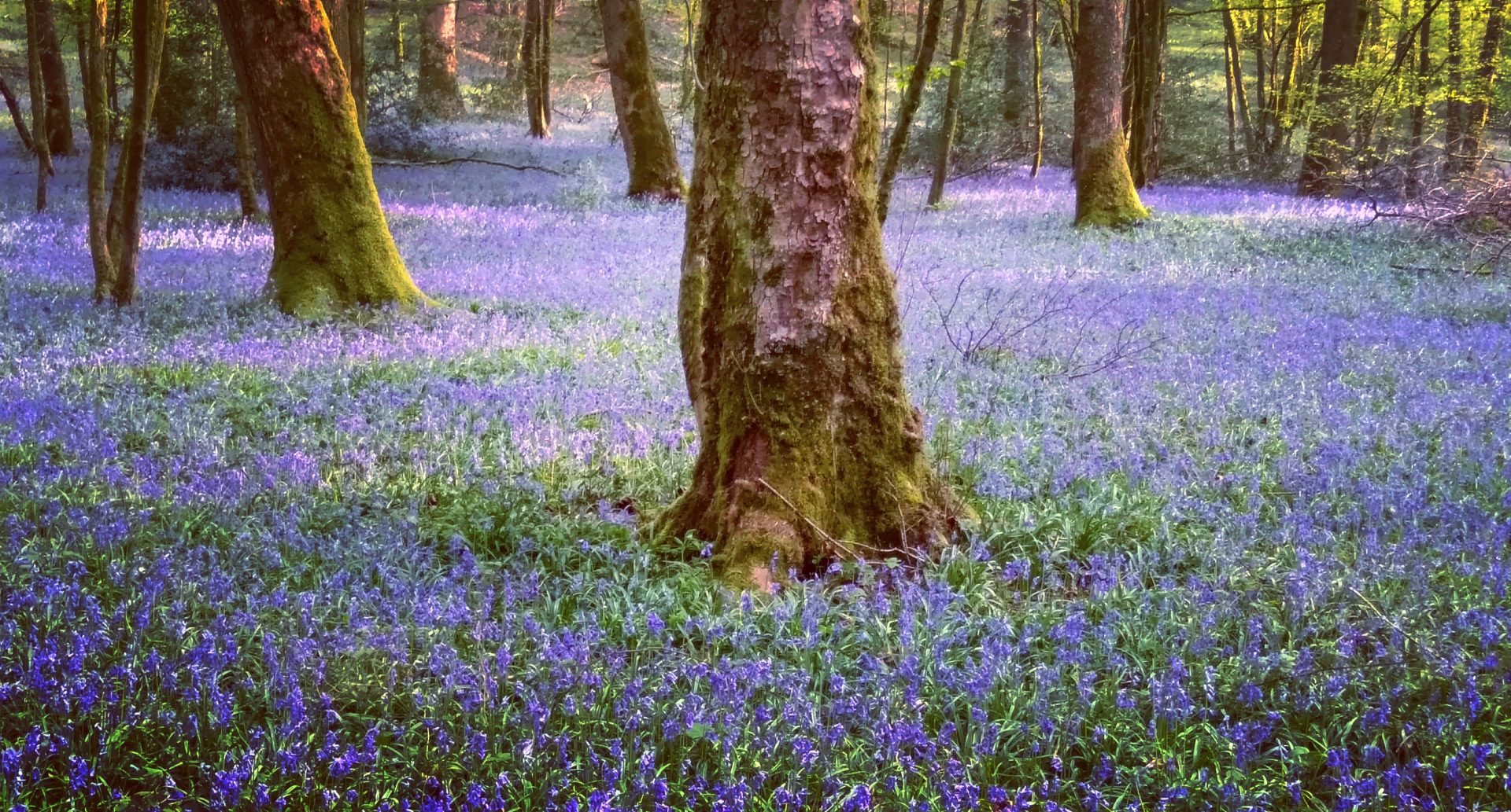 Nature et foret a Chimay