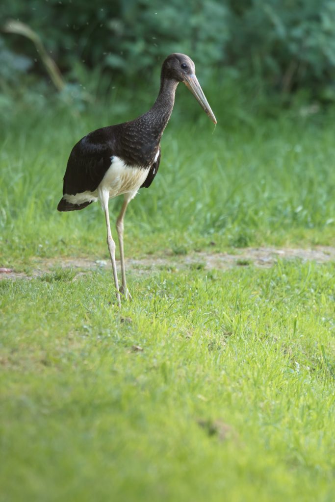 Détails de l’intérieur de la bulle