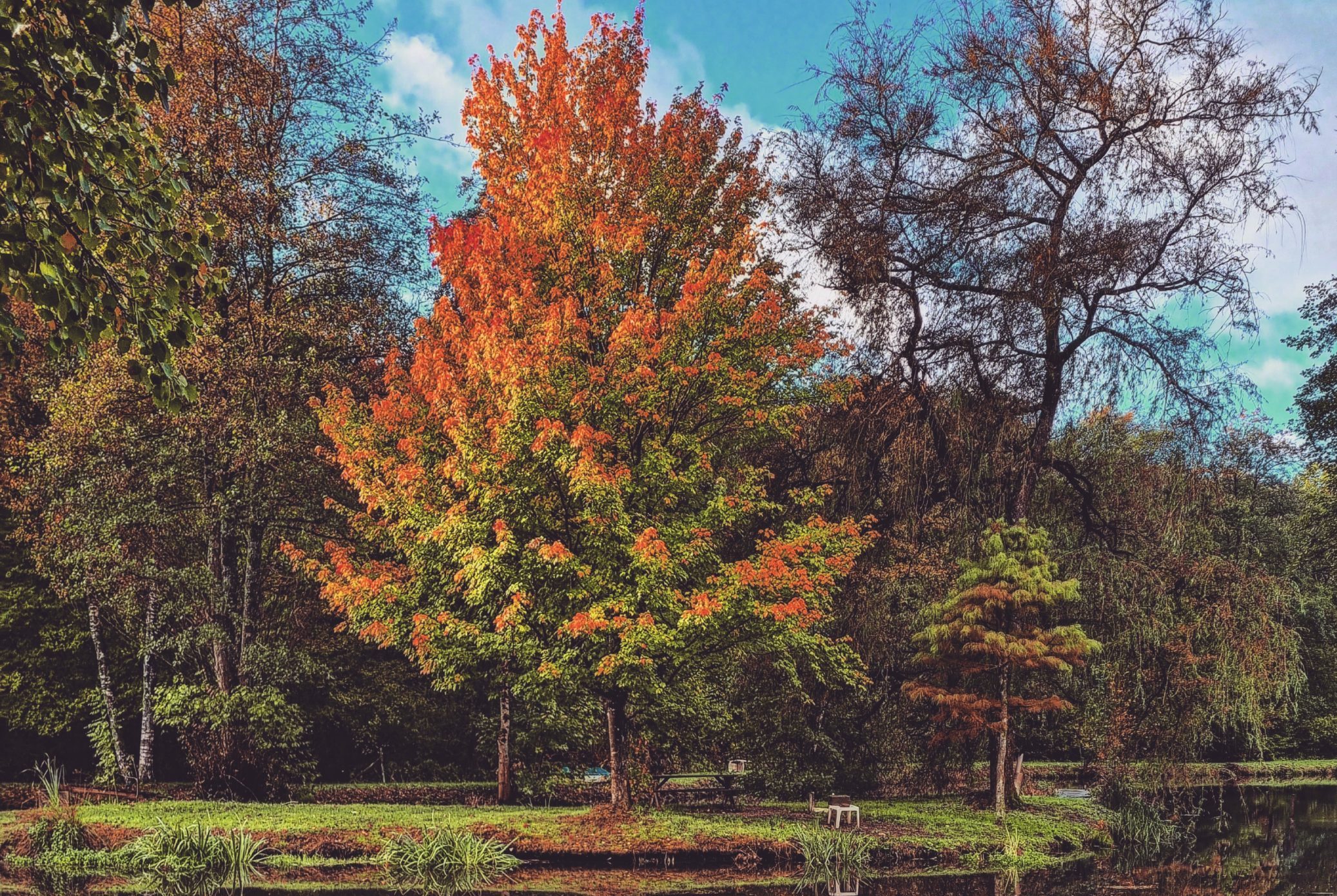Balade en forêt en automne