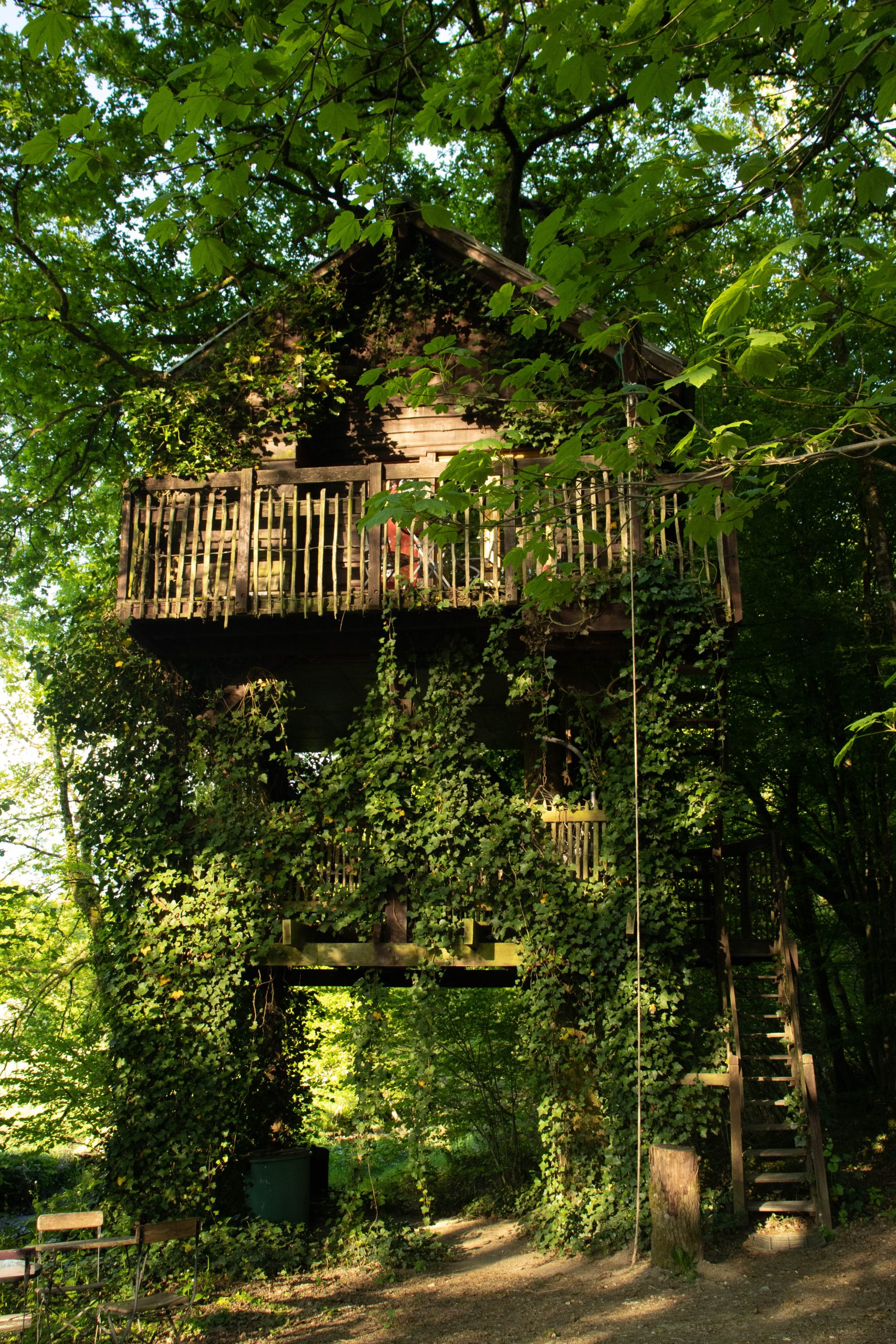 Vue de la forêt autour de la cabane