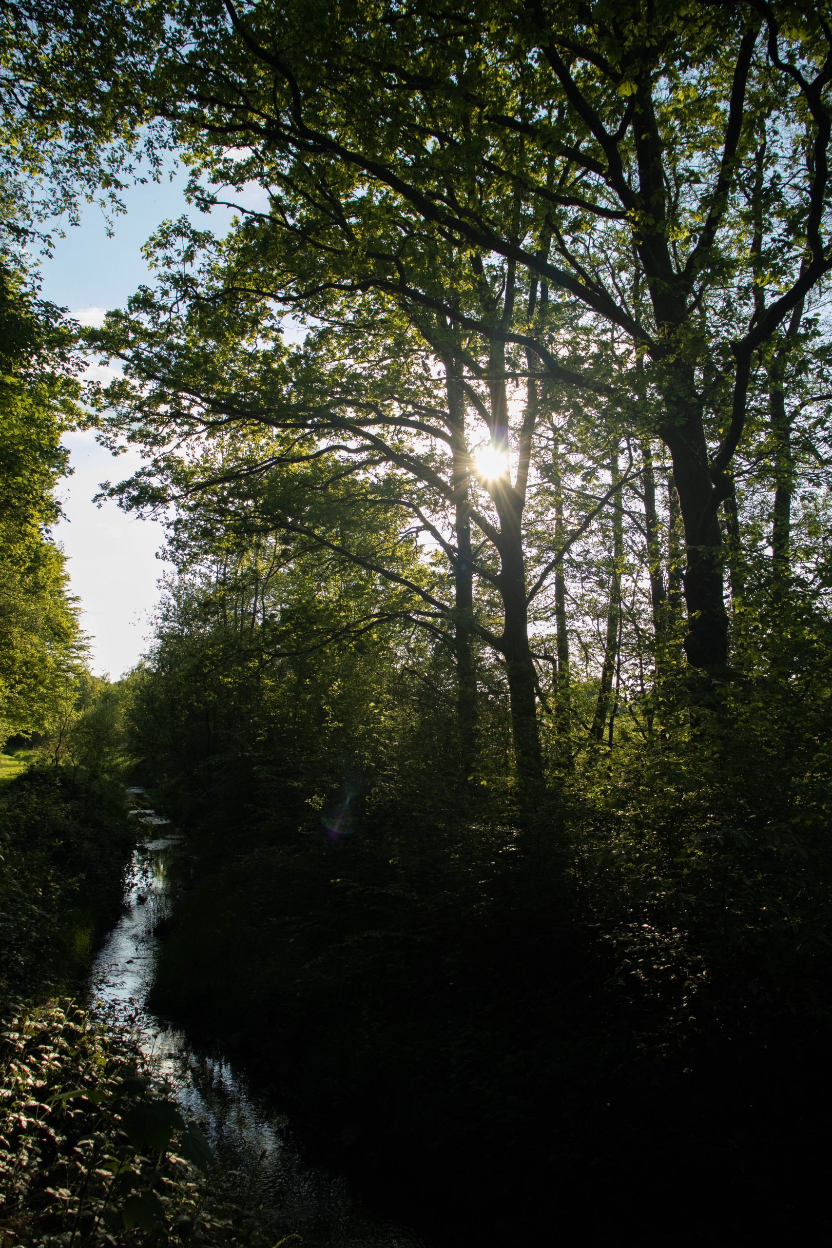 Cabane perchée vue depuis le bas