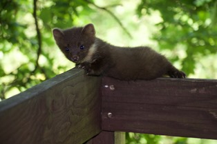 Aquascope de Virelles